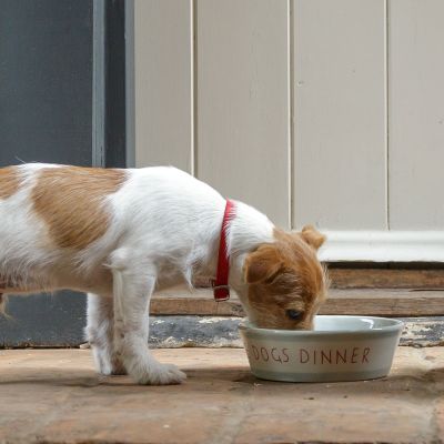 Dog's Dinner Dog Bowl