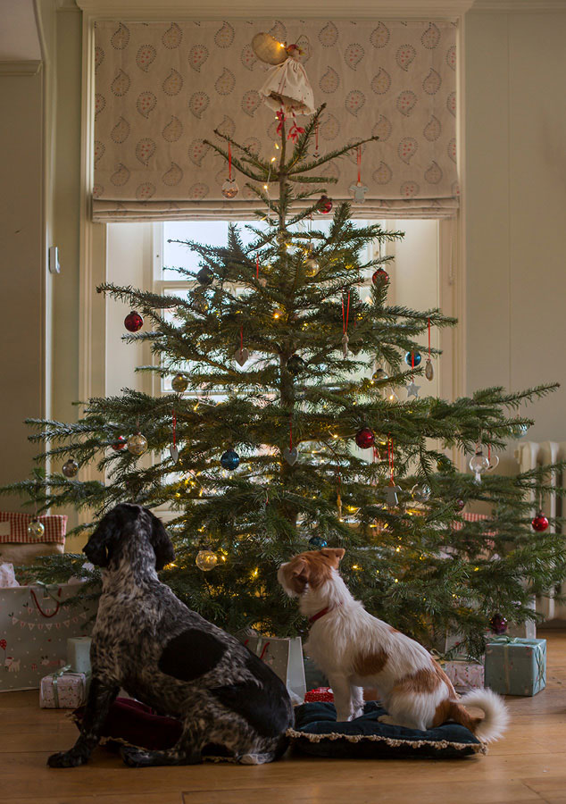christmas tree, christmas dogs